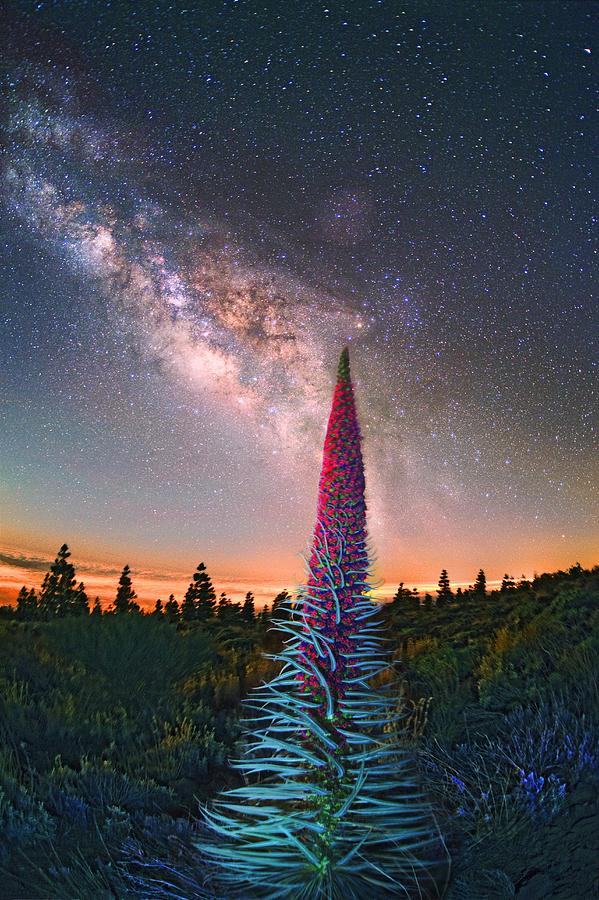 Teide National Park Photograph - Milky Way And Tenerife Bugloss Plant by Juan Carlos Casado (starryearth.com)