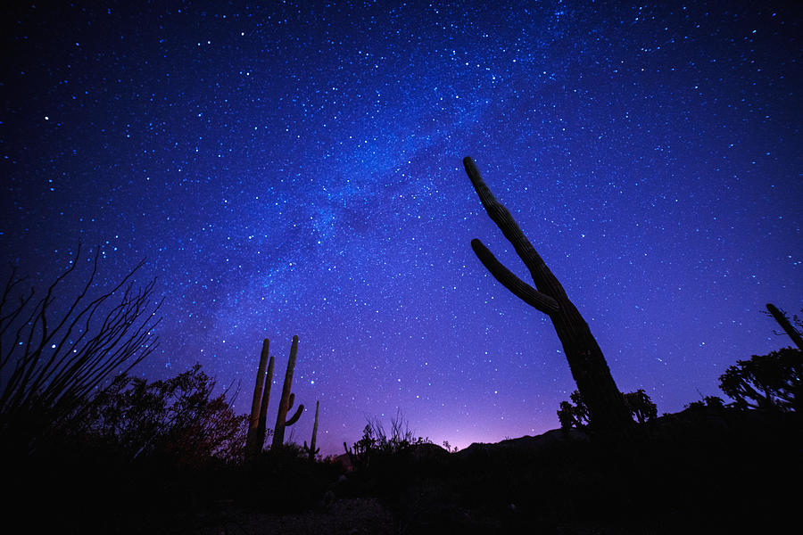 Milky way behind the silhouette of a cactus Photograph by JGalione