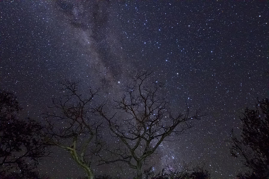 Milky Way During The Dry Season Photograph by Piotr Naskrecki
