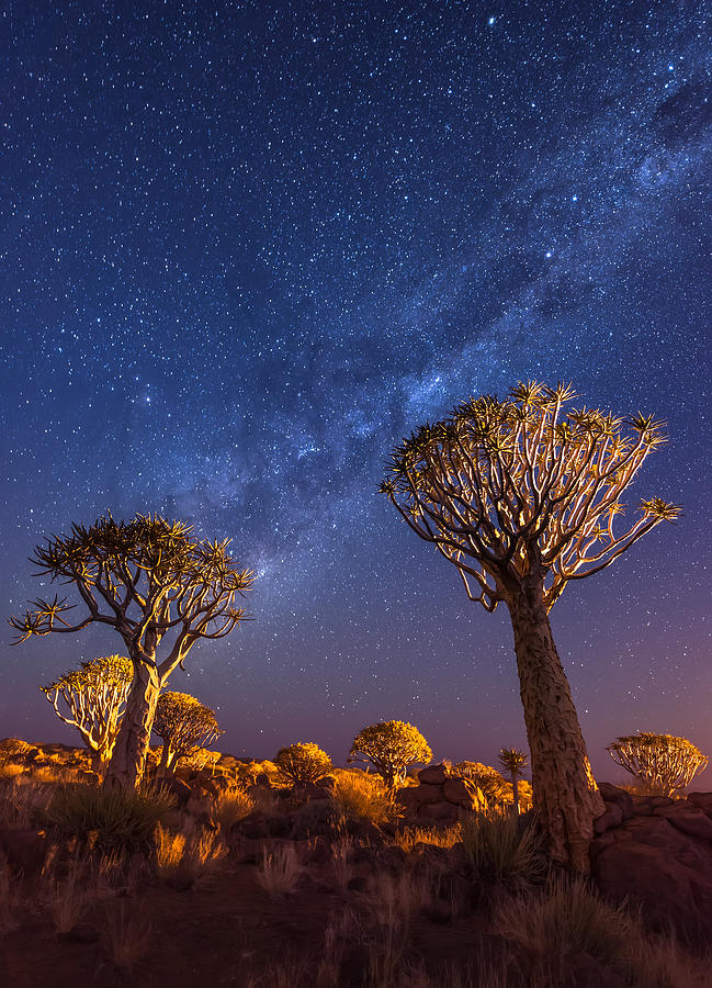 Milky Way Over Quiver Trees - Namibia Night Photograph Photograph by Duane Miller