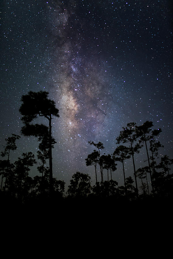 Milky Way Over the Everglades Photograph by Andres Leon