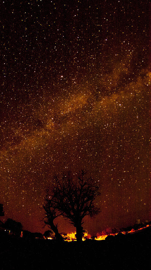 Milky Way Tree Photograph by Kathleen McGinley