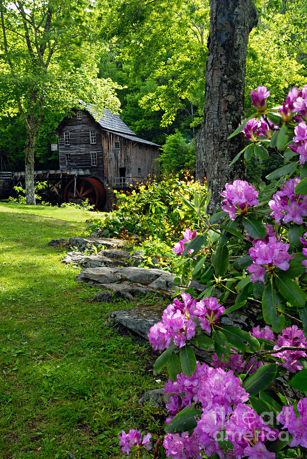 Mill and Rhododendrons Photograph by Larry Ricker