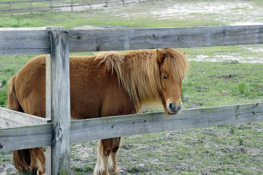 Mill Creek Pony Photograph by Laurie Perry