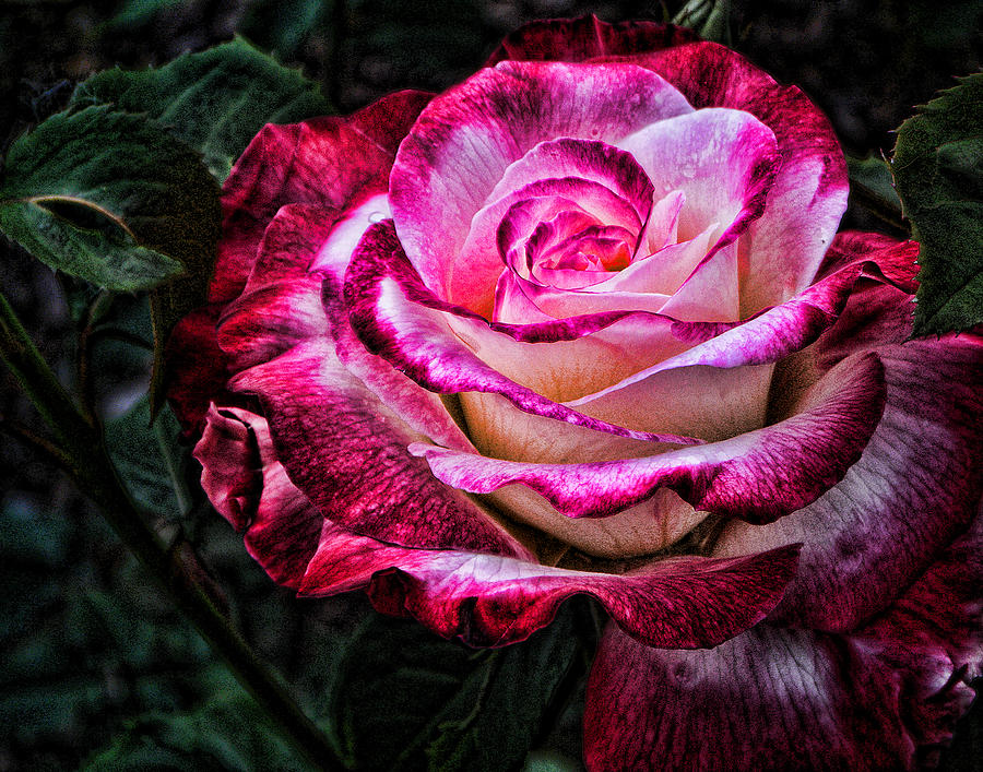 Mill Creek Rose Photograph by Michael McGowan