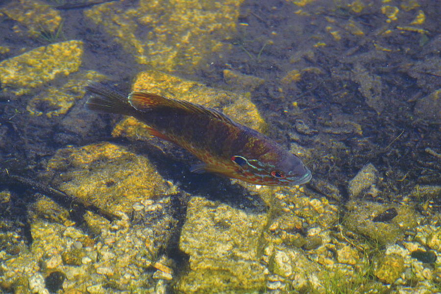 Trout Photograph - Mill Lake Trout by Nicki Bennett