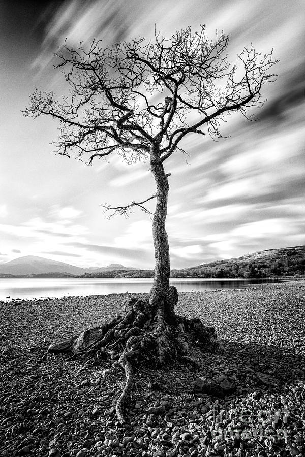 Loch Lomond Photograph - Millarochy Bay Tree by John Farnan