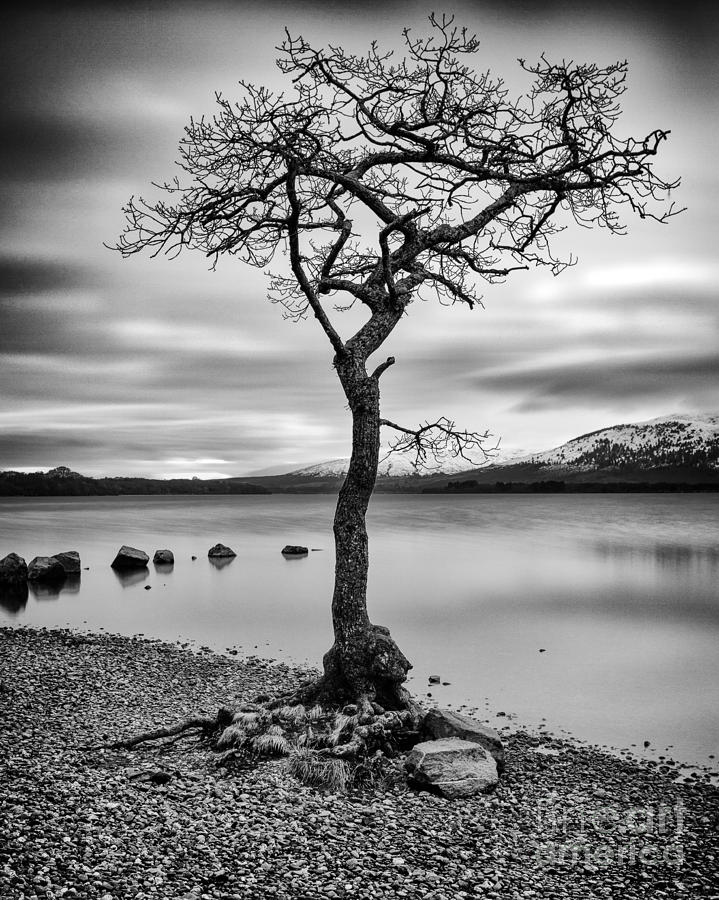 Black And White Photograph - Millarochy Tree Loch Lomond by John Farnan