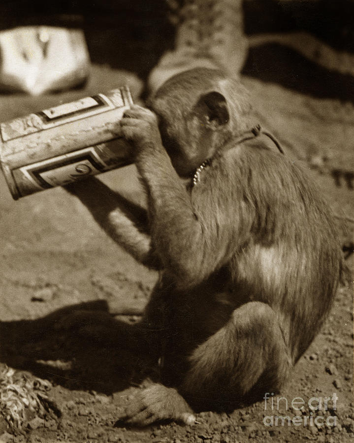 Beer Photograph - Miller Time monkey friend who used to drink with us at Dak To 1968 by Monterey County Historical Society