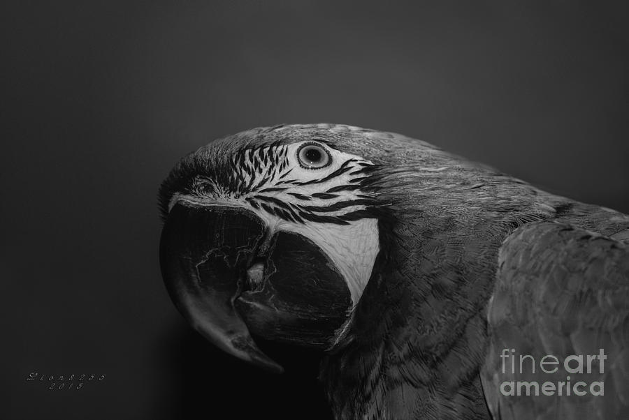 Richmond Photograph - Milligold Macaw by Melissa Messick