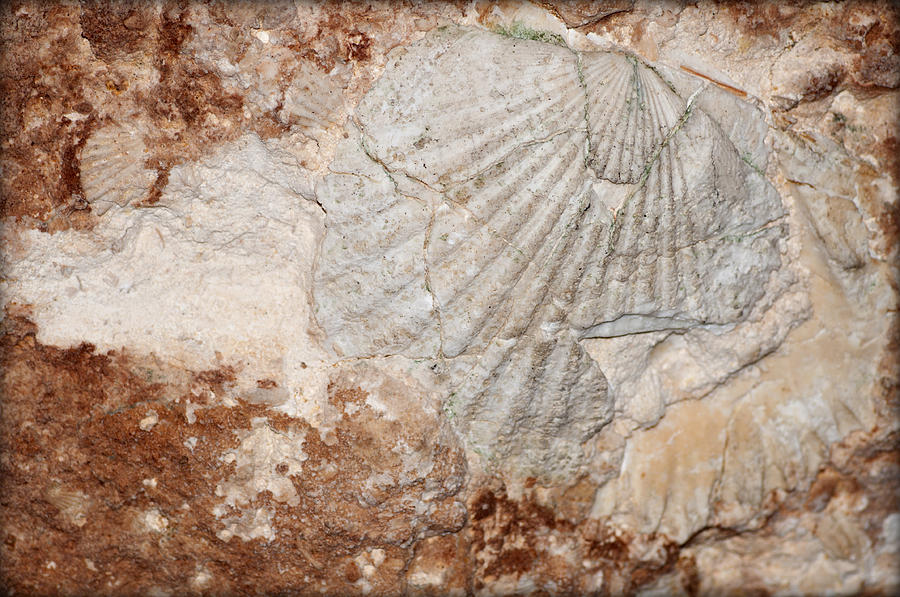 Million Years Ago 1 Photograph by Pedro Cardona Llambias