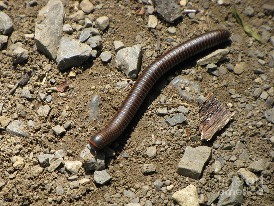 Millipede Photograph by Ben Schumin - Pixels