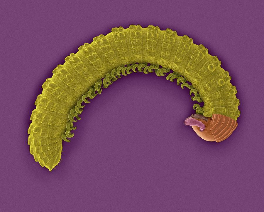 Millipede (class Diplopoda) Photograph by Dennis Kunkel Microscopy/science Photo Library