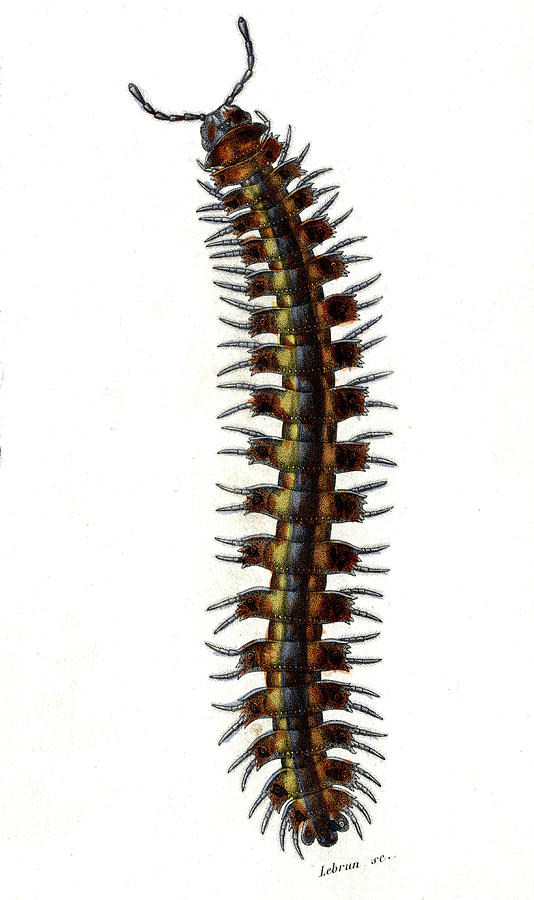 Millipede Photograph by Collection Abecasis