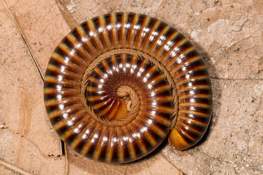 Millipede In Defensive Posture Panguana Photograph by Konrad Wothe