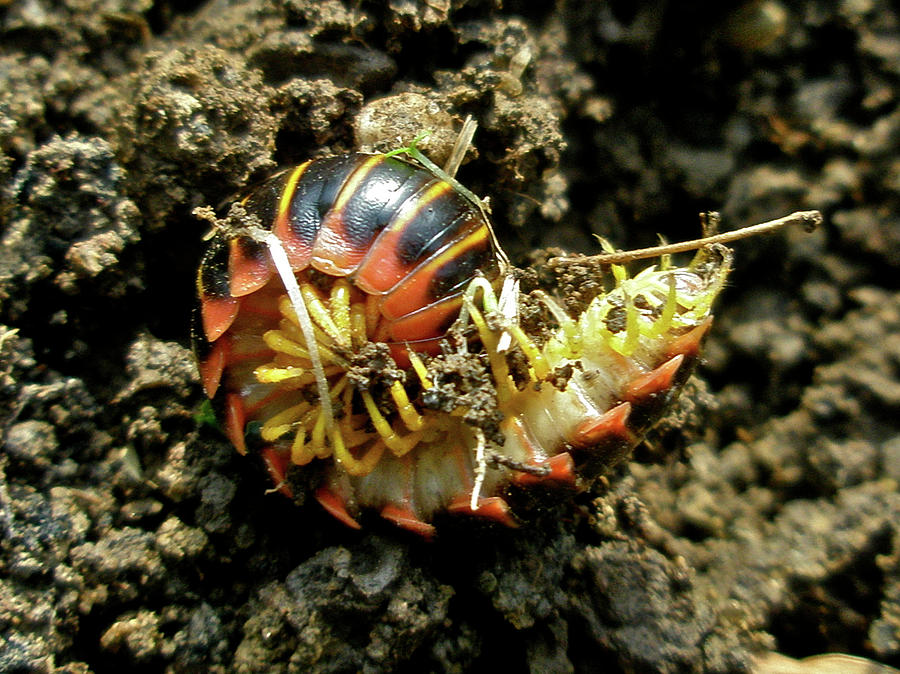 Millipede Polydesmida - Sigmoria aberrans Photograph by Carol Senske