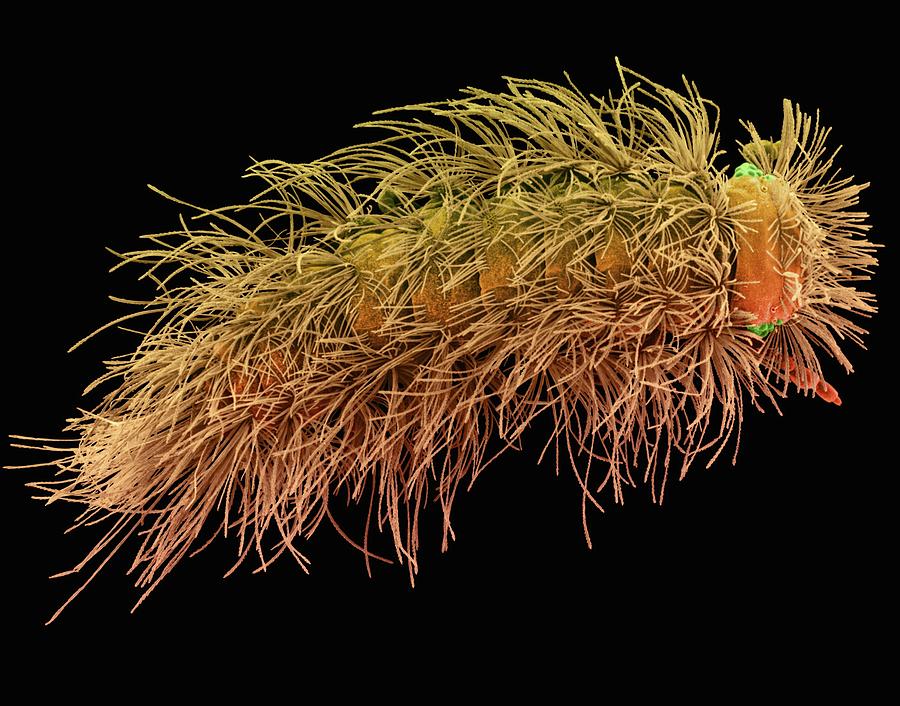 Millipede (polyxenus Sp.) Photograph by Dennis Kunkel Microscopy/science Photo Library