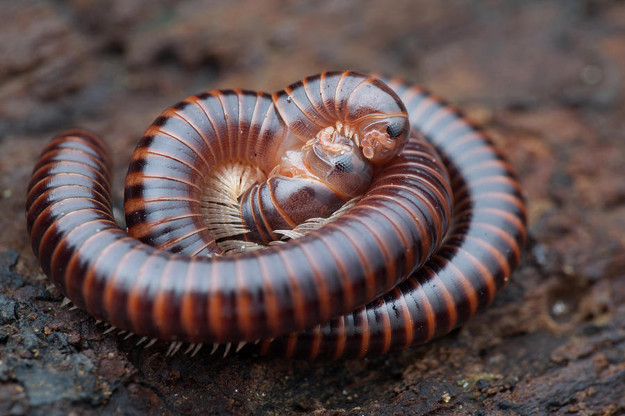 Millipedes Mating by Melvyn Yeo