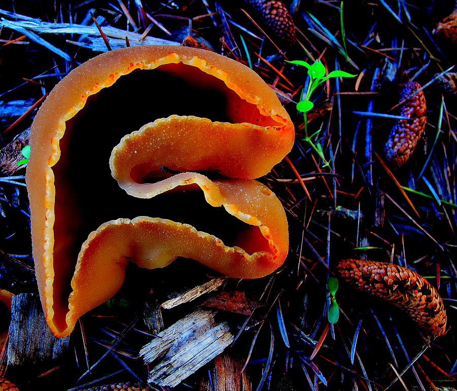 Mills Mushroom Photograph by John King I I I