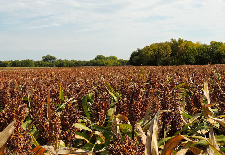 Milo Field II Photograph By Tracy Salava