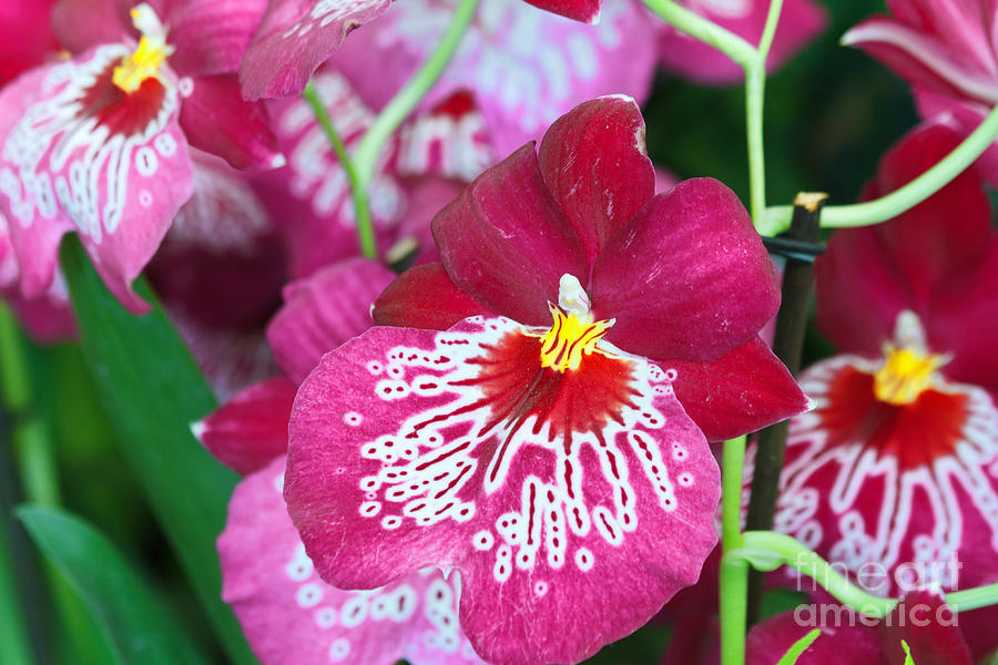 Miltonia orchid flower Photograph by Antonio Scarpi