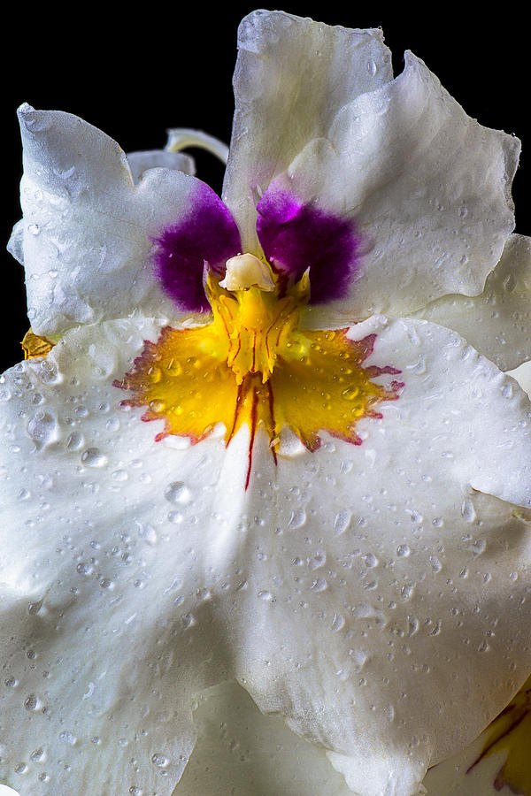 Flower Photograph - Miltonia white orchid with dew by Garry Gay