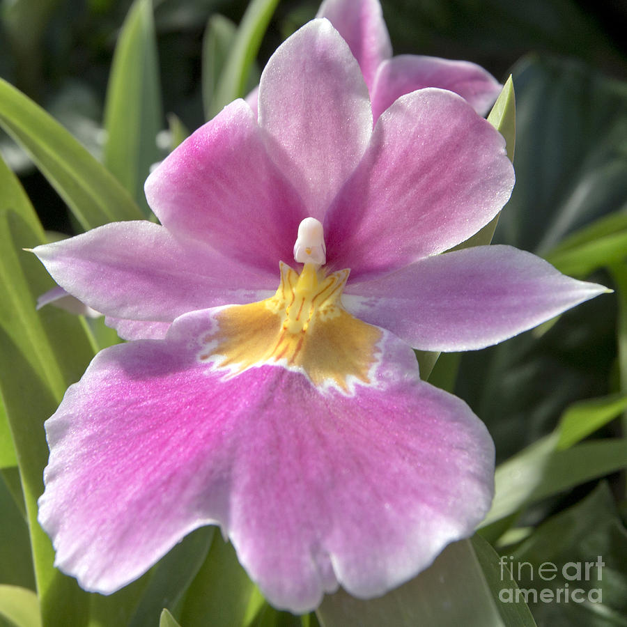 Orchid Photograph - Miltoniopsis 0724 by Terri Winkler