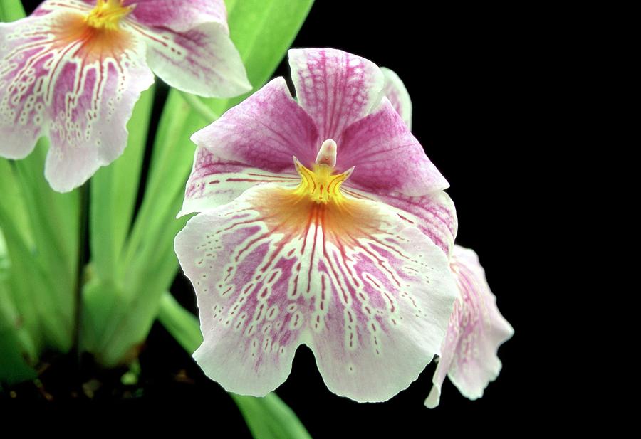 Miltoniopsis cindy Kane X Beethoven Photograph by Neil Joy/science Photo Library