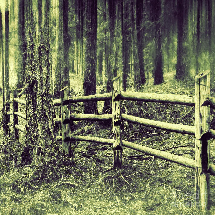 Mima Mounds Forest Fence Photograph by Jean OKeeffe Macro Abundance Art