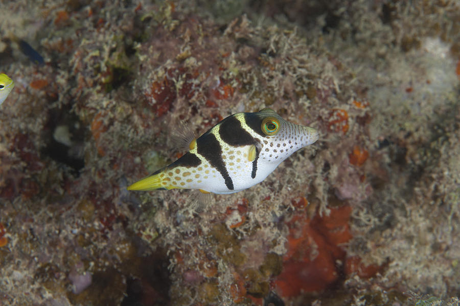 Mimic Filefish Beqa Lagoon, Fiji Photograph By Terry Moore - Fine Art 