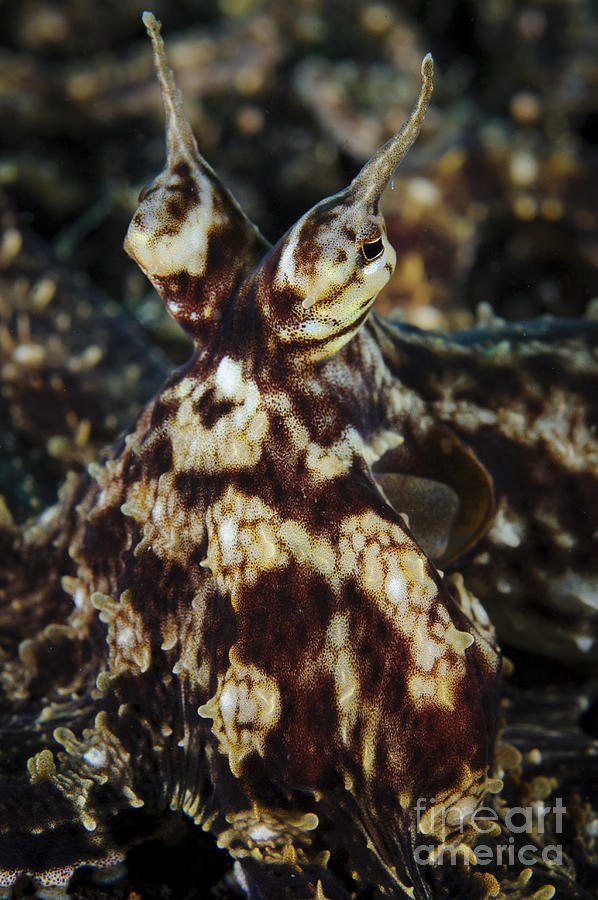 Mimic Octopus, Facial View, Lembeh Photograph by Steve Jones