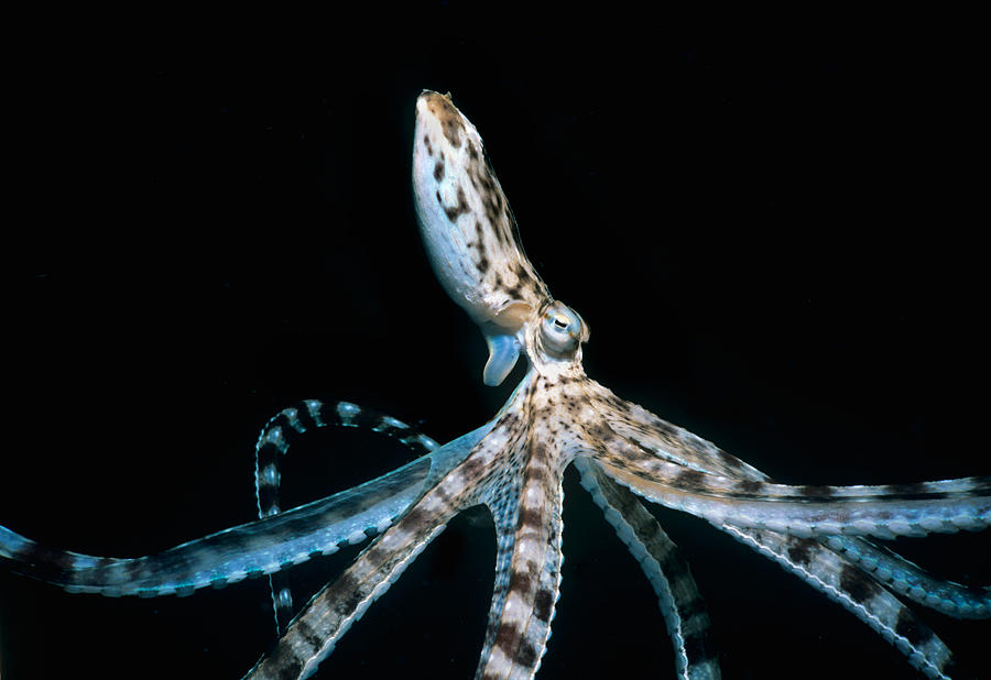Mimic Octopus Photograph by Jeff Rotman