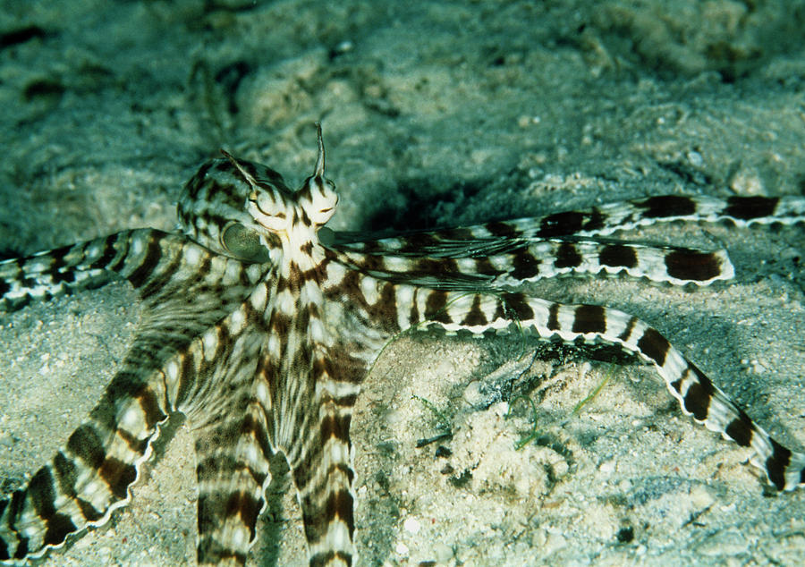 Mimic Octopus Photograph by Matthew Oldfield/science Photo Library - Pixels