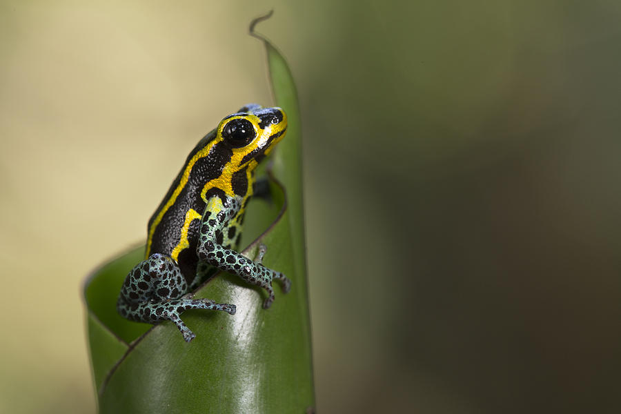 Mimic Poison Frog Amazon Peru Photograph by Cyril Ruoso