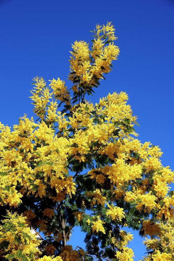 Nature Photograph - Mimosa (acacia Dealbatai) by Brian Gadsby/science Photo Library