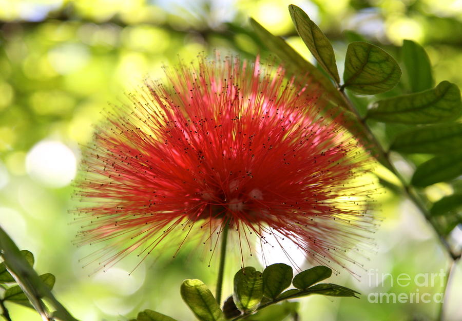 Nature Photograph - Mimosa Bloom by Elisa Yinh