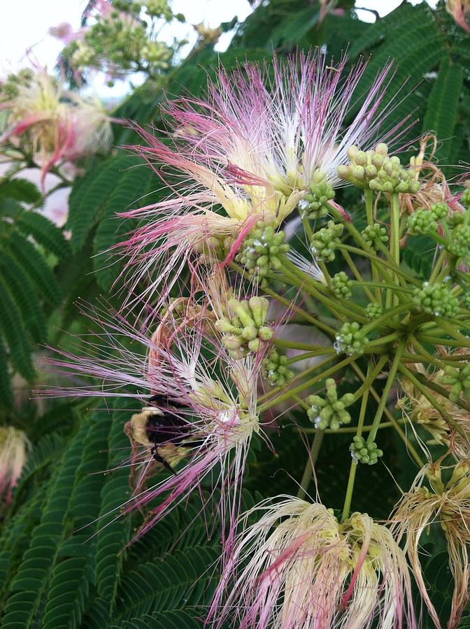 Mimosa bloom Photograph by William Whetstone - Pixels