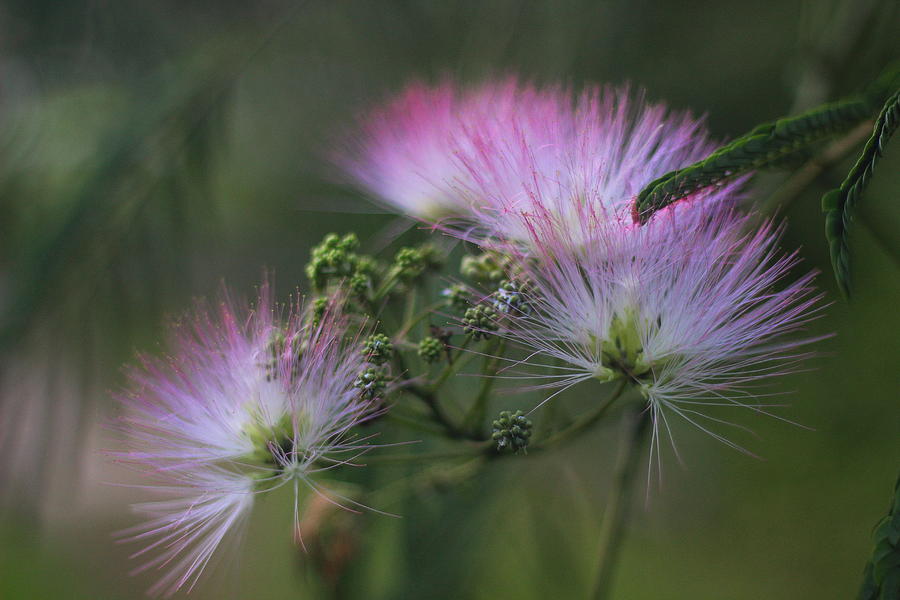 Nature Photograph - Mimosa Blooms 2 by Cathy Lindsey