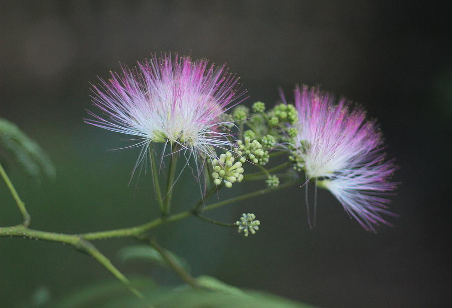 Nature Photograph - Mimosa Blooms by Cathy Lindsey