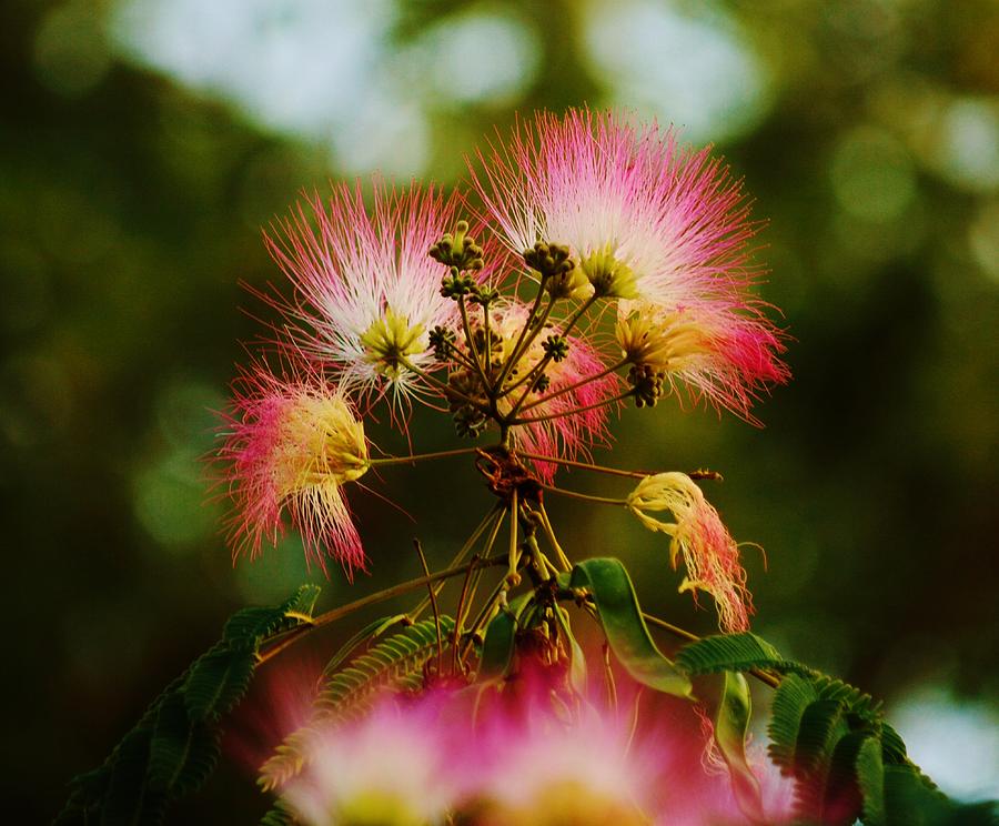 Nature Photograph - Mimosa Blooms by Billy Beck