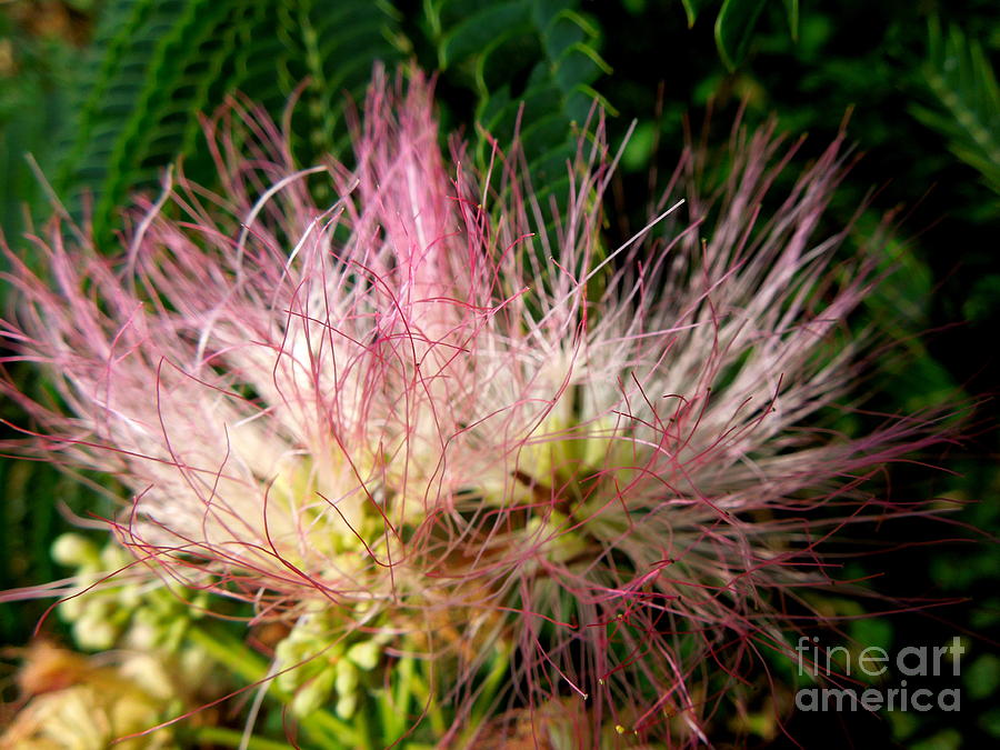 Mimosa Blossom Photograph by Renee Trenholm