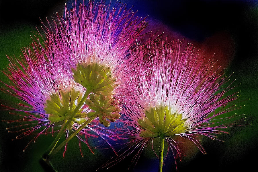 Mimosa Blossoms Photograph by Jerry Gammon