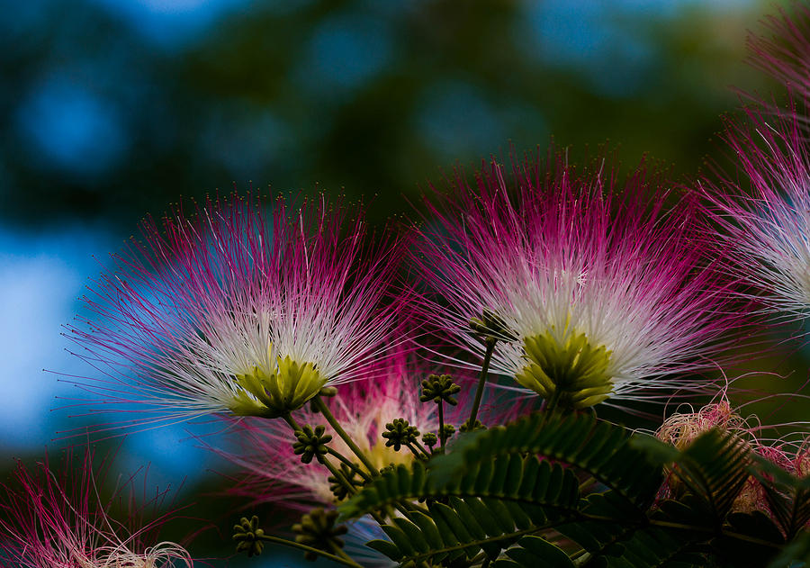 Mimosa blossoms Photograph by Haren Images- Kriss Haren