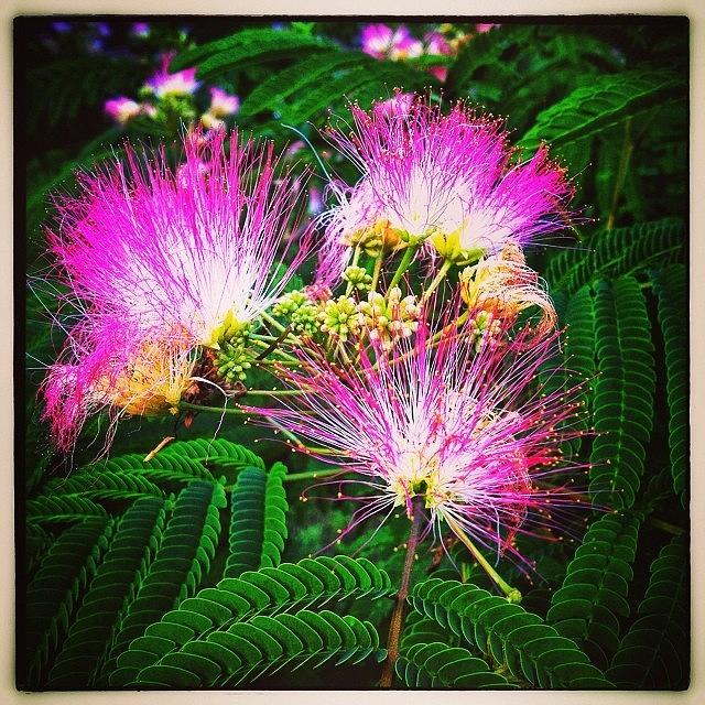Northcarolina Photograph - Mimosa Blossoms by Paul Cutright