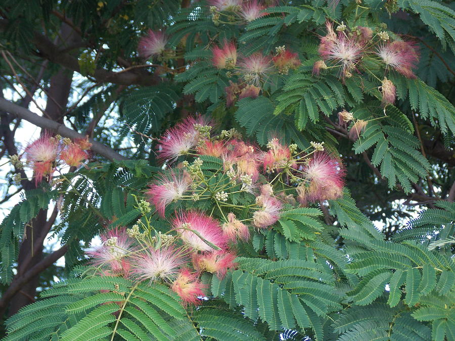 Mimosa Blossoms  Photograph by Virginia White