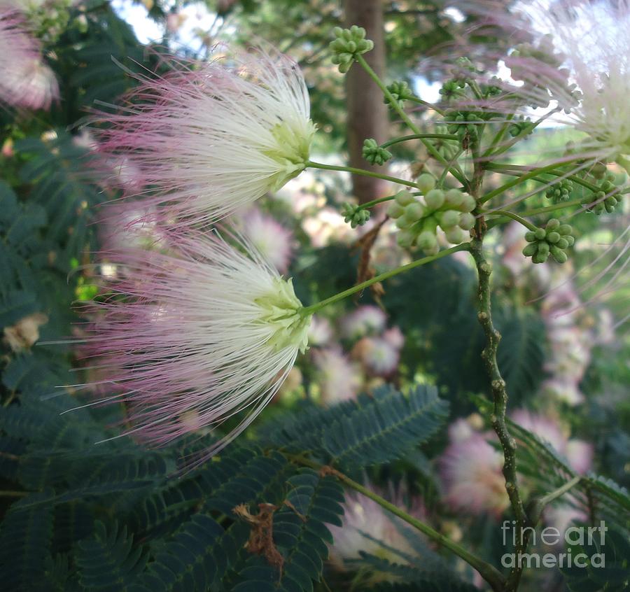 Mimosa Blowing In The Wind Photograph