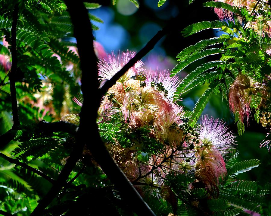 Nature Photograph - Mimosa by Deena Stoddard