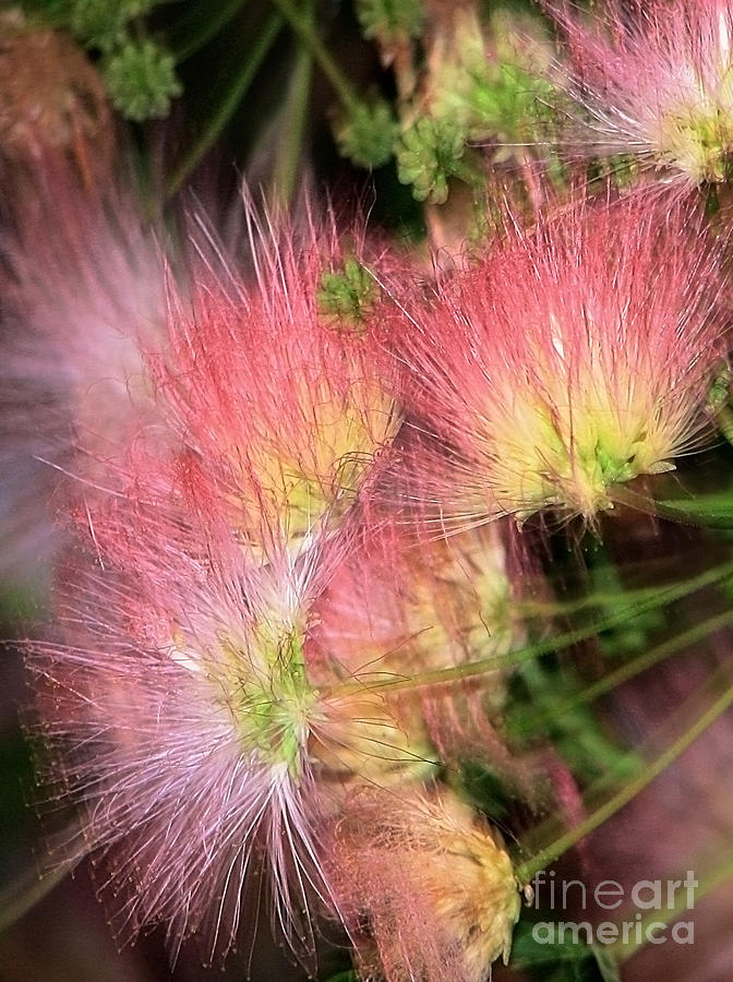 Mimosa Explosion Photograph by Ellen Cotton