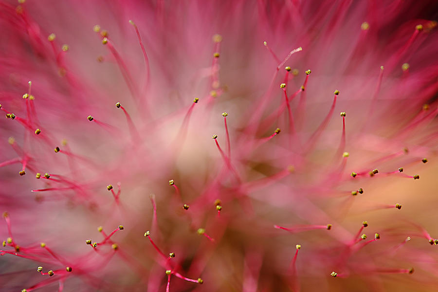 Mimosa Fireworks Photograph by Michael Eingle
