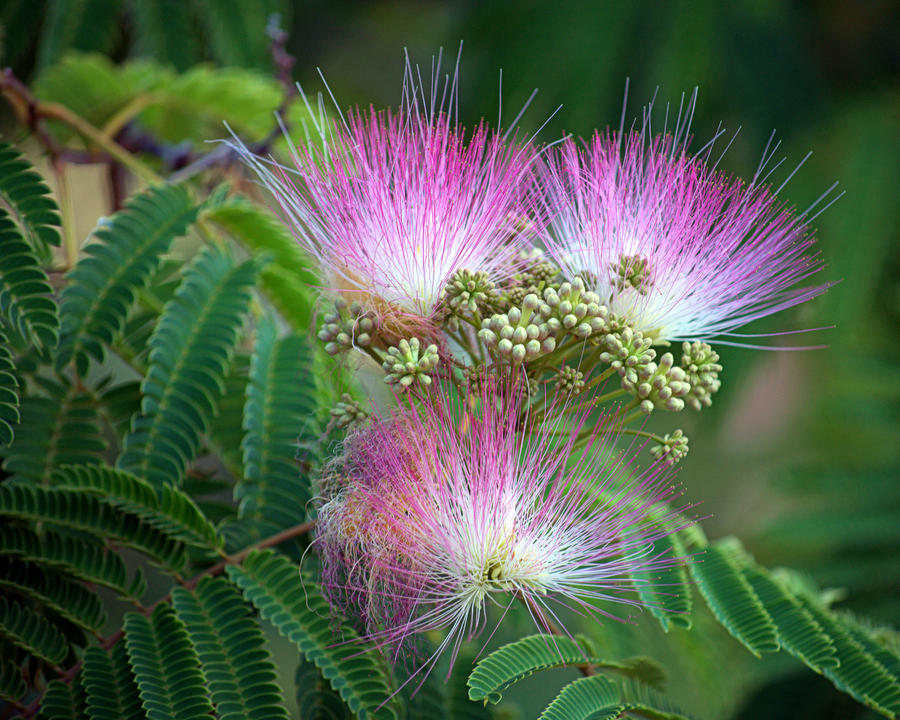 Mimosa Flower Photograph by AJ  Schibig